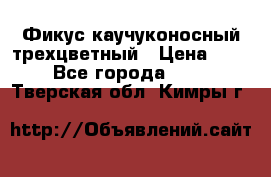 Фикус каучуконосный трехцветный › Цена ­ 500 - Все города  »    . Тверская обл.,Кимры г.